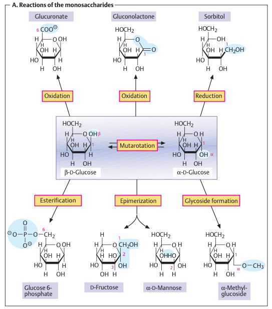 Reactions of Monosaccharides. Chemistry of Carbohydrates.